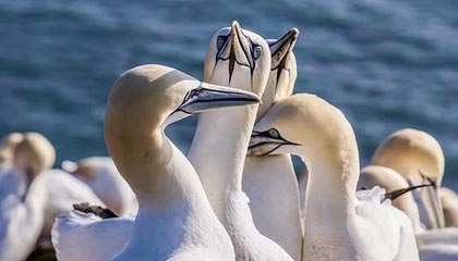 开云平台-拜仁防守挖坑进攻填，巅峰对决弗利克赌对17岁神童