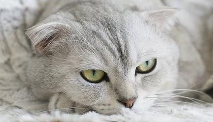 开云平台-拜仁防守挖坑进攻填，巅峰对决弗利克赌对17岁神童